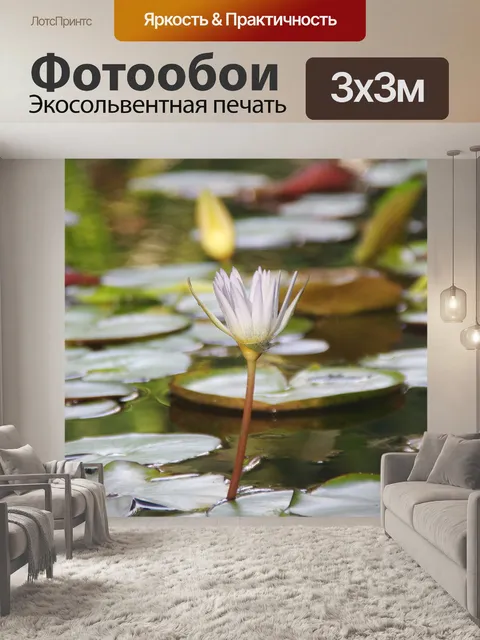 Фотообои Белая лилия в пруду