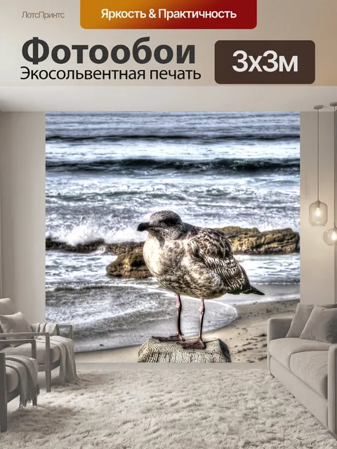 Фотообои Молодая чайка на скале