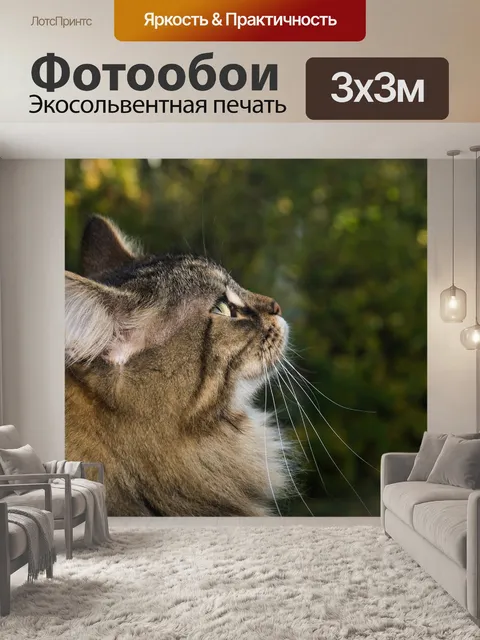 Фотообои Кот