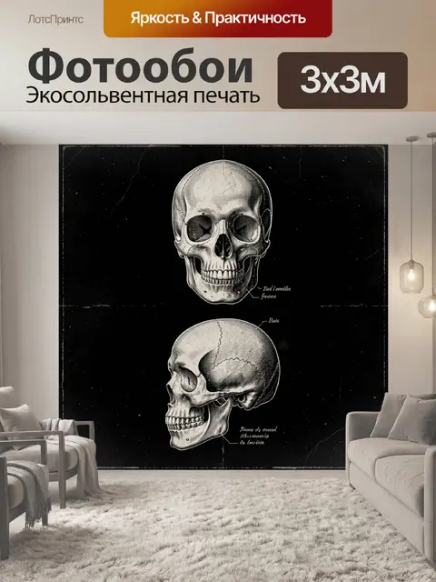 Фотообои Анатомические черепа на черном фоне