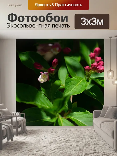 Фотообои Расцветает