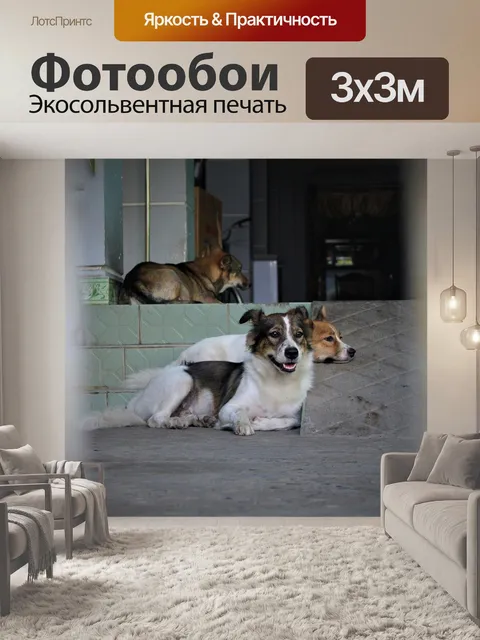 Фотообои Собаки