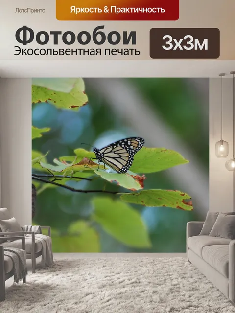 Фотообои Бабочка монарх