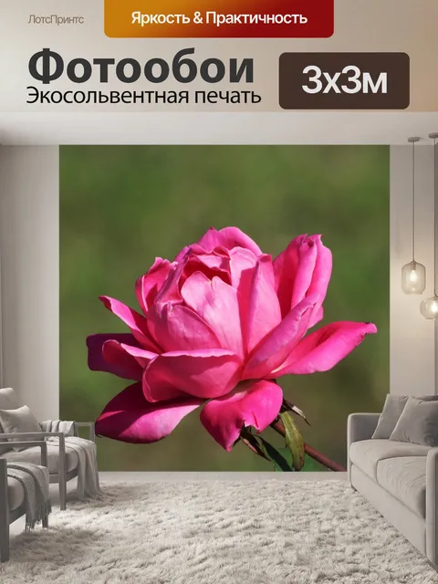 Фотообои Розовая роза на зеленом