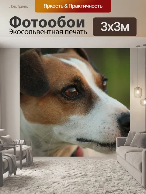 Фотообои Собака