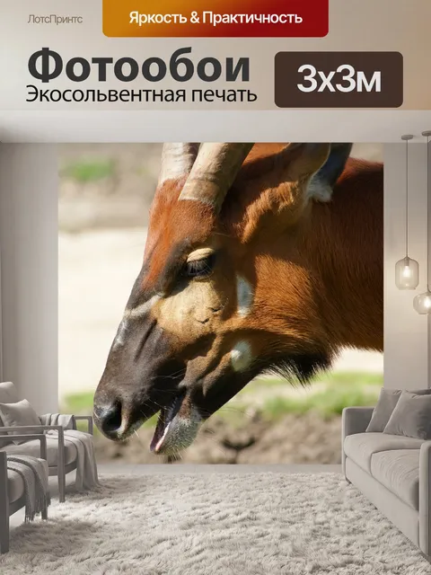 Фотообои Животное
