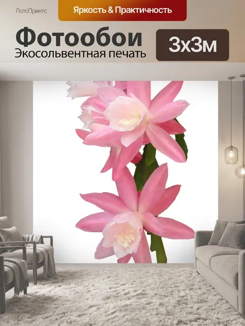 Фотообои Цветок розовой орхидеи кактус