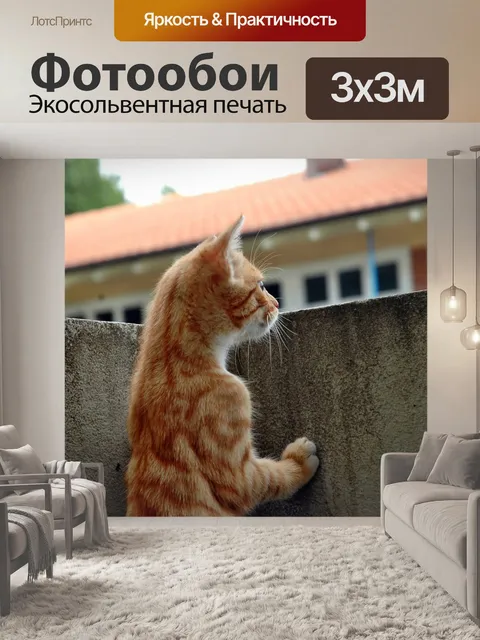 Фотообои Кот