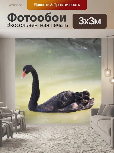 Фотообои Черный лебедь