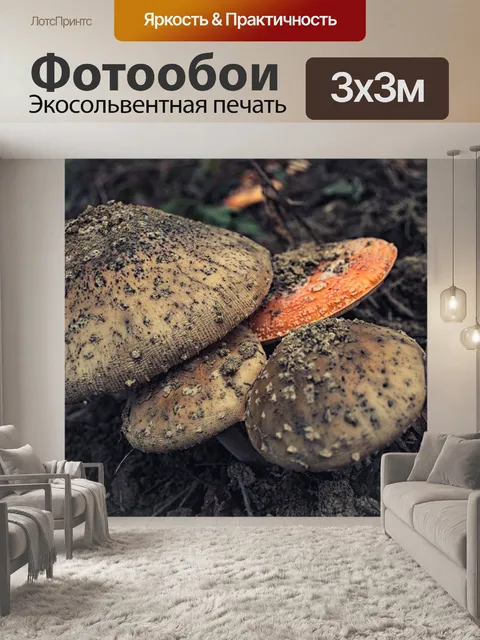 Фотообои Грибок
