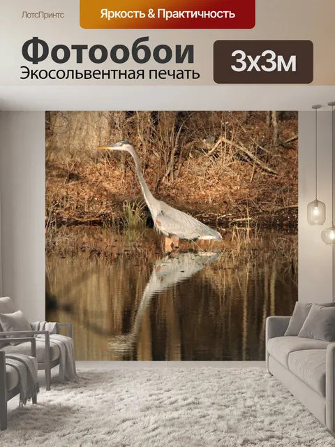 Фотообои Большая голубая цапля крупным планом