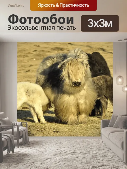 Фотообои Як