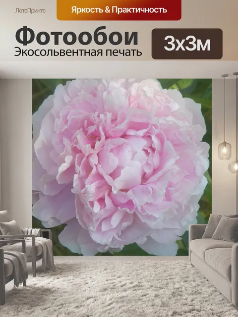 Фотообои Пион