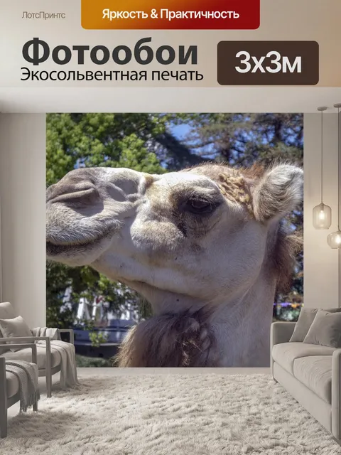 Фотообои Профиль головы верблюда