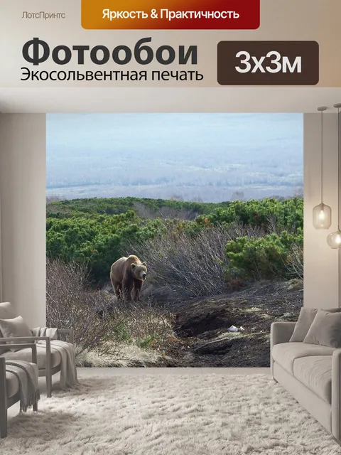 Фотообои Бурый медведь