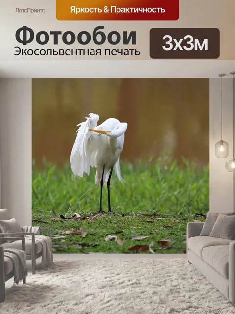 Фотообои Большая белая цапля