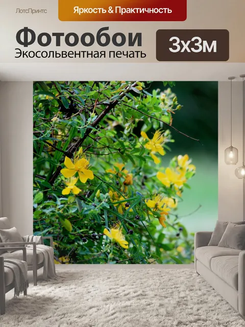 Фотообои зверобоя кустарник