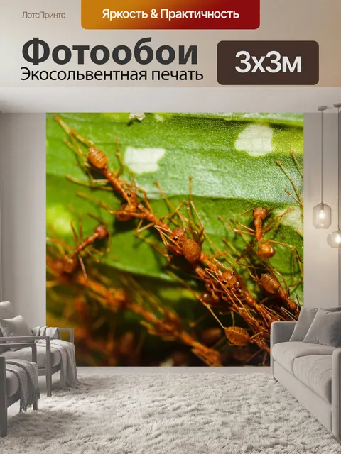 Фотообои Красные муравьи