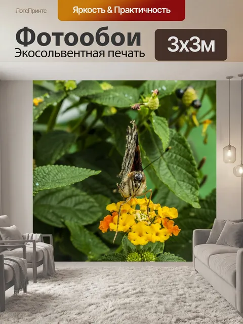 Фотообои Бабочка с одной антенной