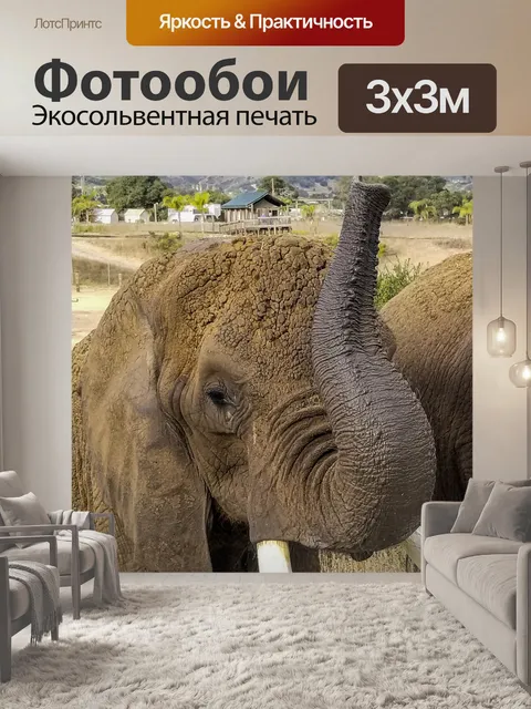 Фотообои слон