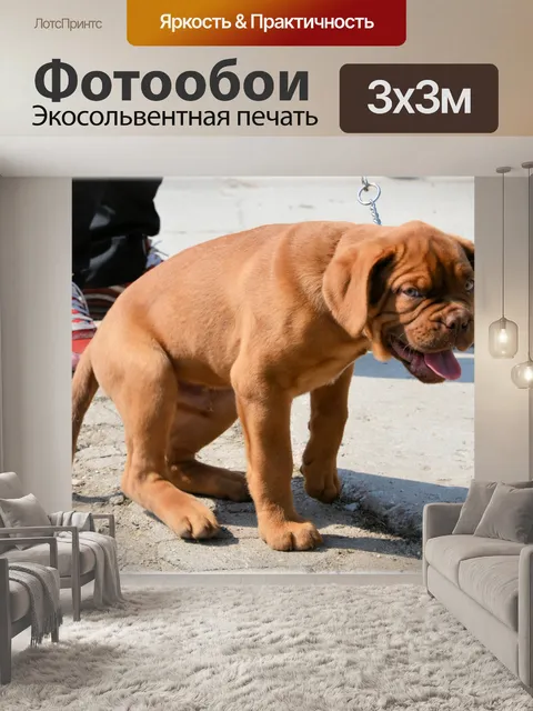 Фотообои Бордоский дог щенки 4