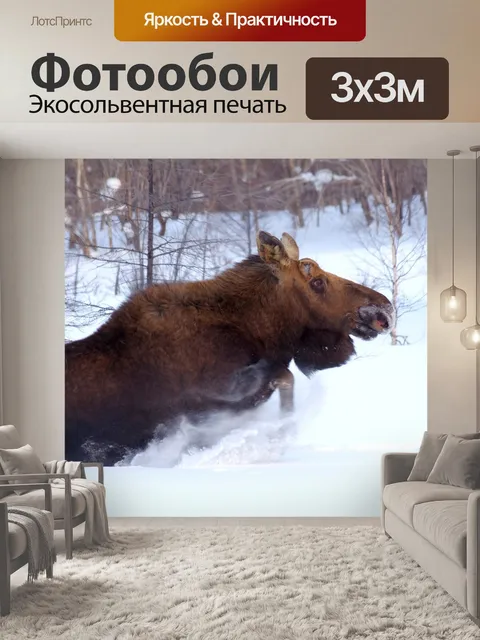 Фотообои Лось