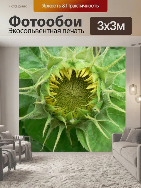 Фотообои Подсолнечник