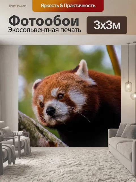 Фотообои Красная панда