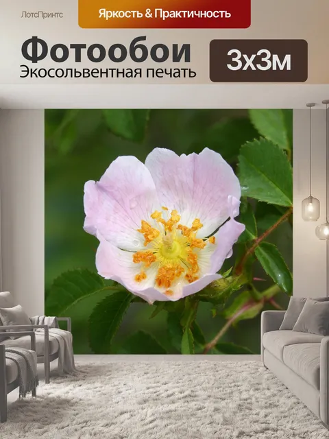 Фотообои Собачья роза