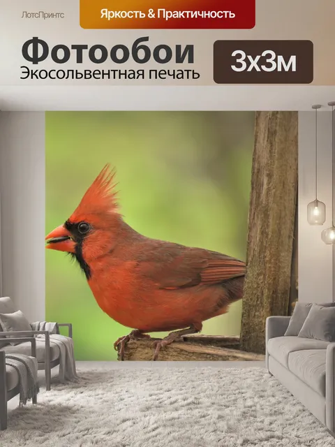 Фотообои Кардинал