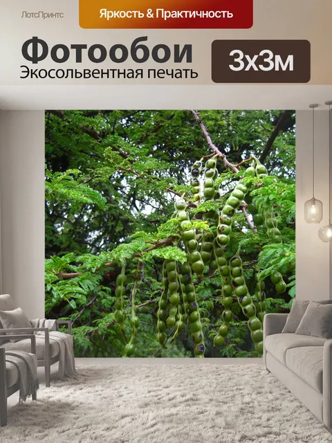 Фотообои стручки на душистом терновом дереве