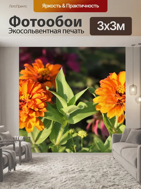Фотообои Оранжевая Цинния Цветы крупным планом