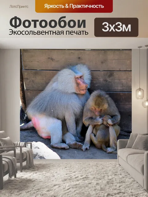 Фотообои Бабуин 10