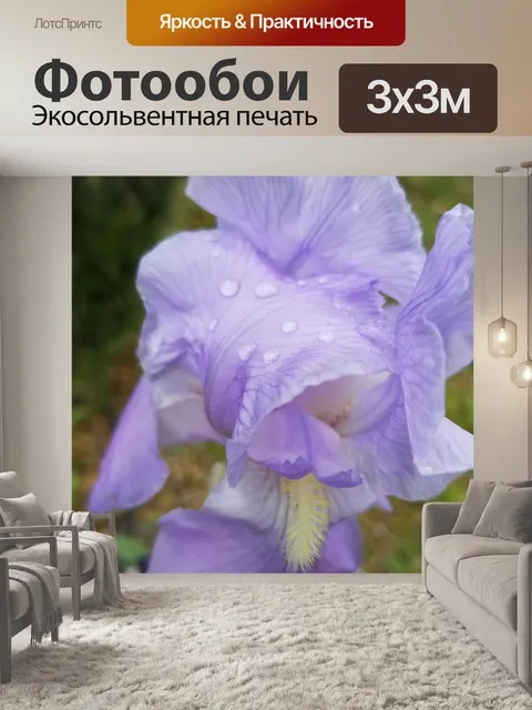 Фотообои Фиолетовый