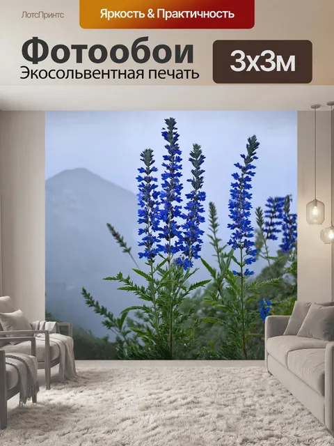 Фотообои перовския, многолетнее растение с яркими синими цветами, растет на фоне туманных гор