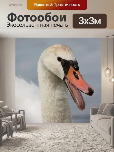 Фотообои Лебедь