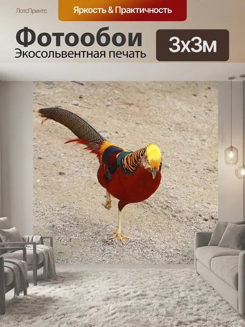 Фотообои Красный золотой фазан