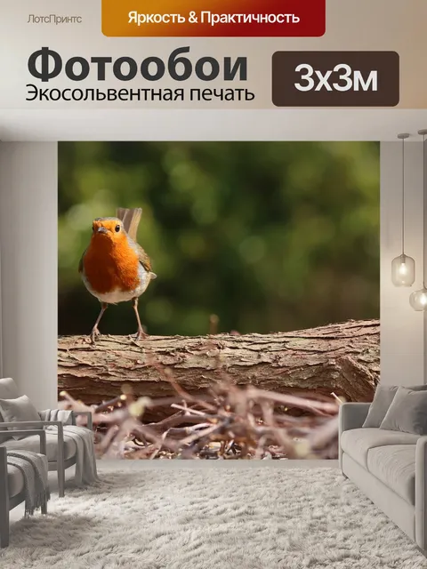 Фотообои Робин
