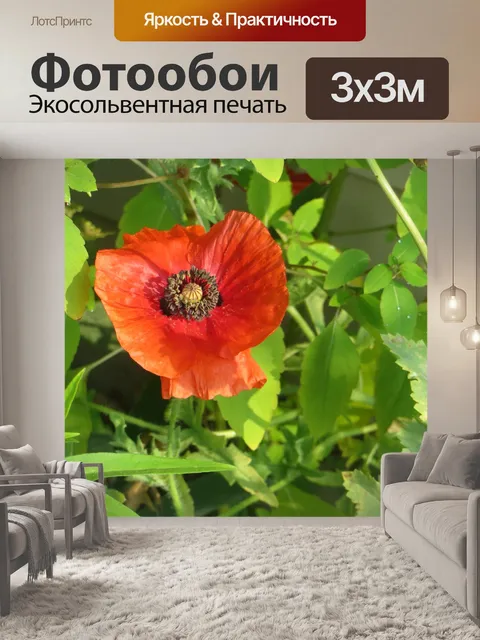 Фотообои Красный мак