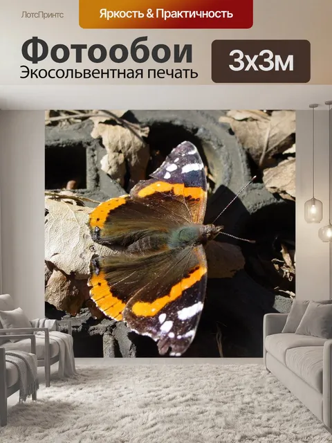 Фотообои Бабочка