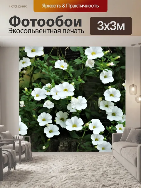 Фотообои Белые петунии на темном фоне