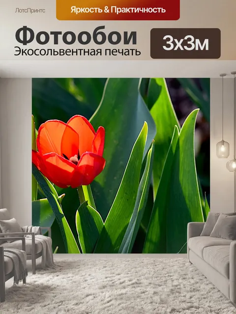 Фотообои Тюльпан