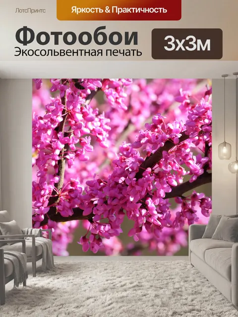 Фотообои Redbud Tree Blossoms Полный кадр