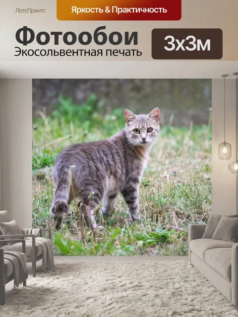 Фотообои Одноглазый кот