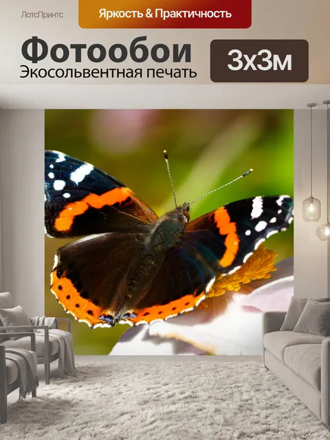 Фотообои Красный адмирал бабочка