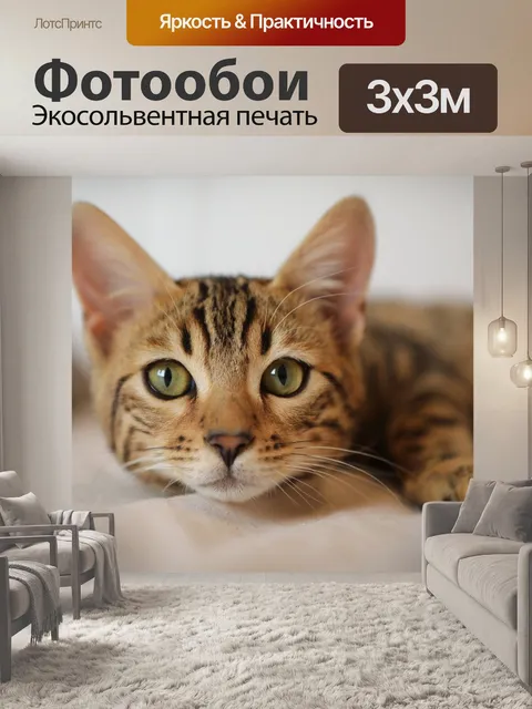 Фотообои Кошка