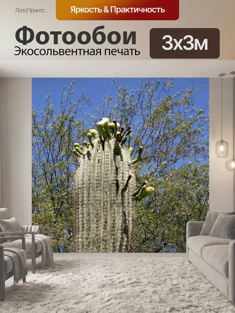Фотообои Кактус
