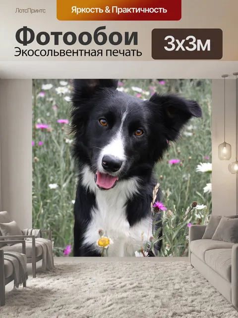 Фотообои Бордер-колли