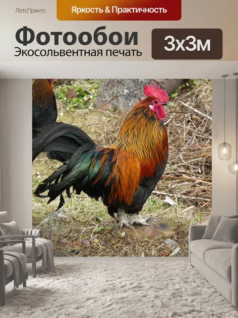 Фотообои Петух