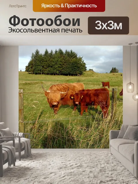 Фотообои Шотландская корова